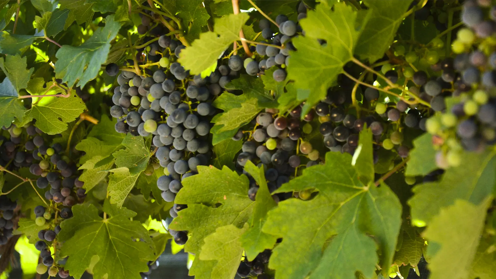 Парк Донузлав 1, участок №1, 1,14 Га